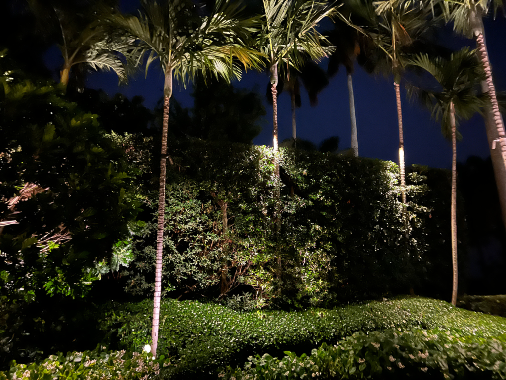 Nighttime scene of a lush garden with tall, slender palm trees and dense greenery, all softly illuminated to create a serene atmosphere