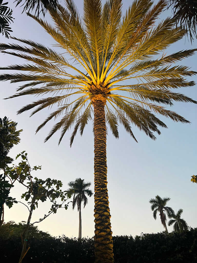 Upward view of a majestic palm tree illuminated from below, set against a clear evening sky with other palms in the background